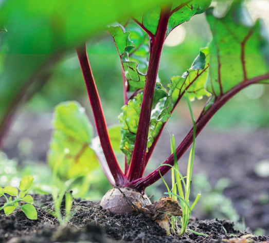 It Griene Libben, de eerste microfarm van Nederland