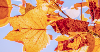 Wat te doen in Friesland op 3 en 4 november 2018? Wat te doen in Friesland op 3 en 4 november 2018?