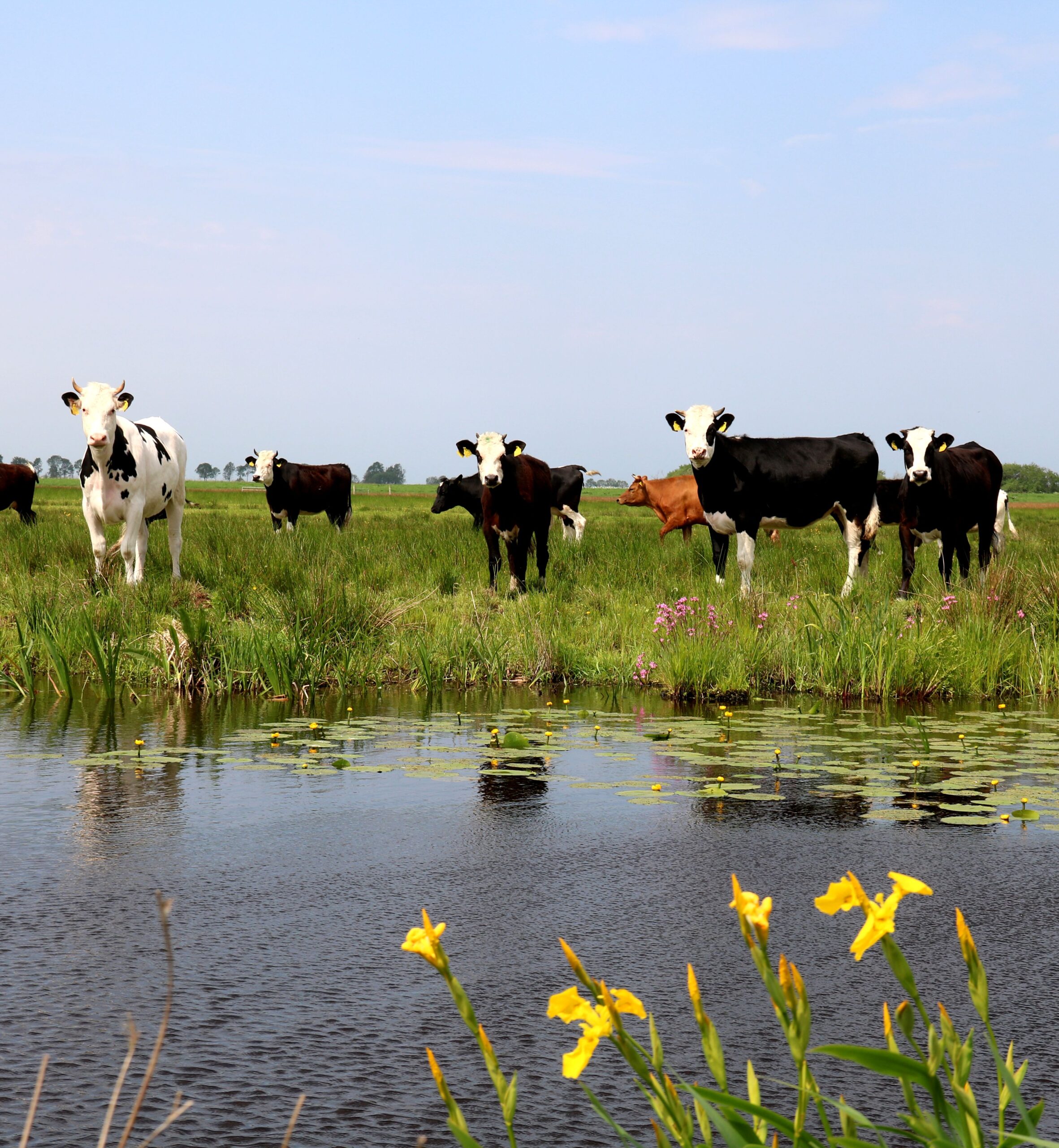 Natuurinclusieve landbouw - in verschillende tinten groen