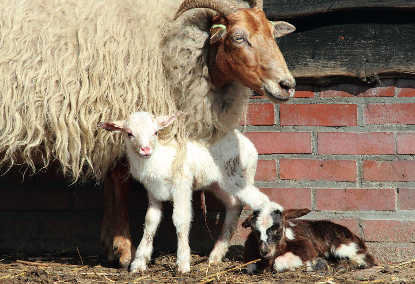 Dartelende lammetjes op de Friese savanne