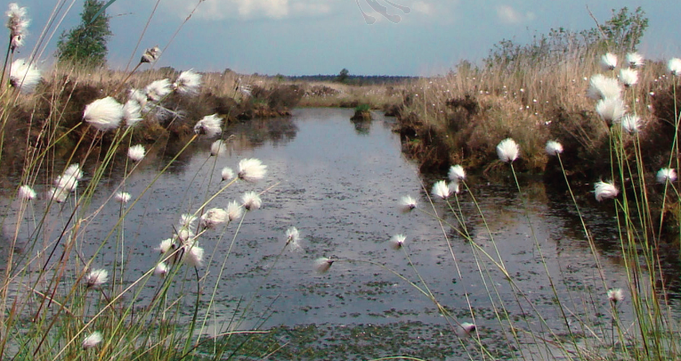 Ontdek groen Ooststellingwerf