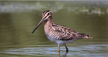 Met Fokko Bosker op zoek naar de watersnip