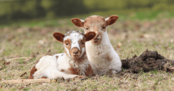 Met Fokko Bosker op zoek naar dartelende lammetjes