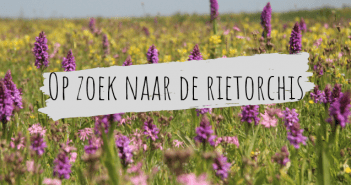 Op zoek naar de rietorchis met Fokko Bosker