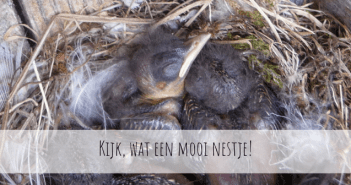 Een nestje van de Grauwe Vliegenvanger Grauwe Vliegenvanger