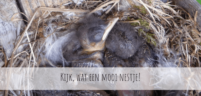 Een nestje van de Grauwe Vliegenvanger Grauwe Vliegenvanger