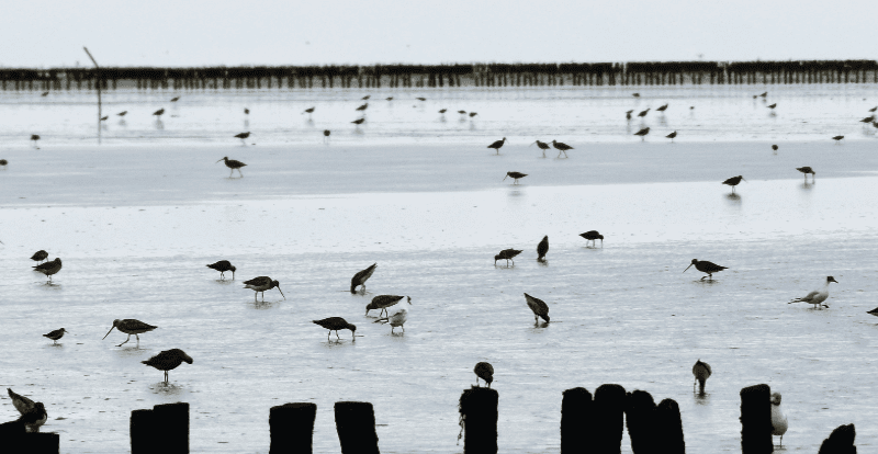 Stroom uit stroming op het Wad