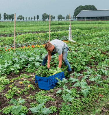 Smaakvolle snijbiet van Yn‘e Sinne Farm