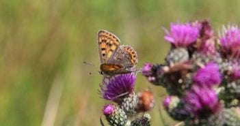 Met Fokko Bosker op zoek naar de bruine vuurvlinder Bruine vuurvlinder