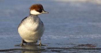 Met Fokko Bosker op zoek naar het nonnetje