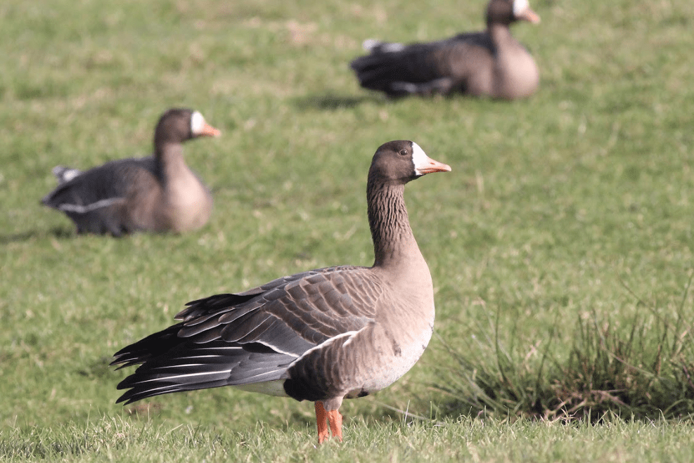 Met Fokko Bosker op zoek naar de kolgans