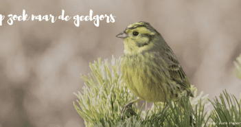 Met Fokko Bosker op zoek naar de geelgors op zoek naar de geelgors