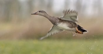 Met Fokko Bosker op zoek naar de krakeend