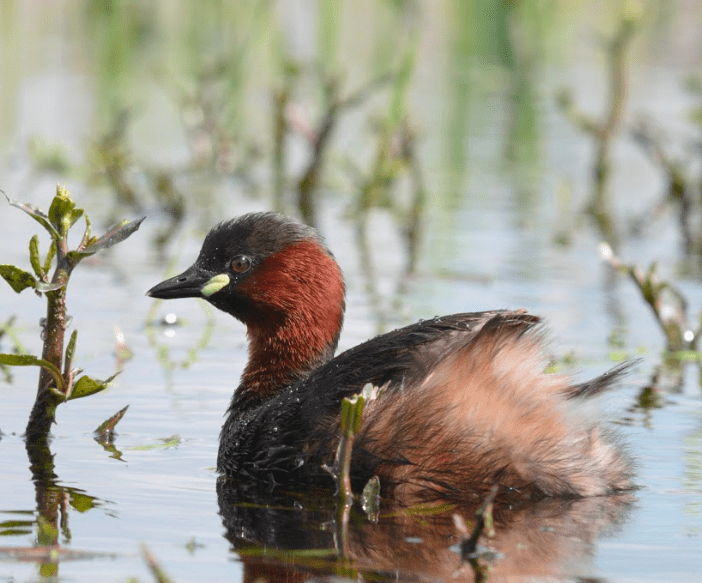 Met Fokko Bosker op zoek naar watervlug onderdeurtje