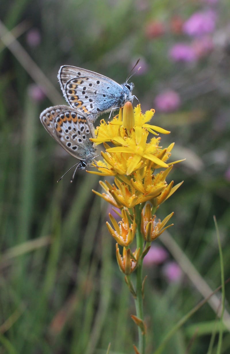 Met Fokko Bosker op zoek naar een wonderlijke speling van de natuur  