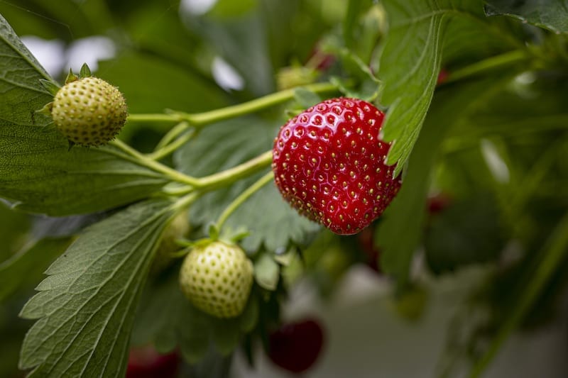 Zoet, zoeter, zoetst: simmerkeninkjes van Simmerfruit