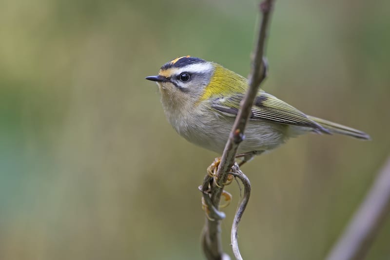 Met Fokko Bosker op zoek naar het vuurgoudhaantje