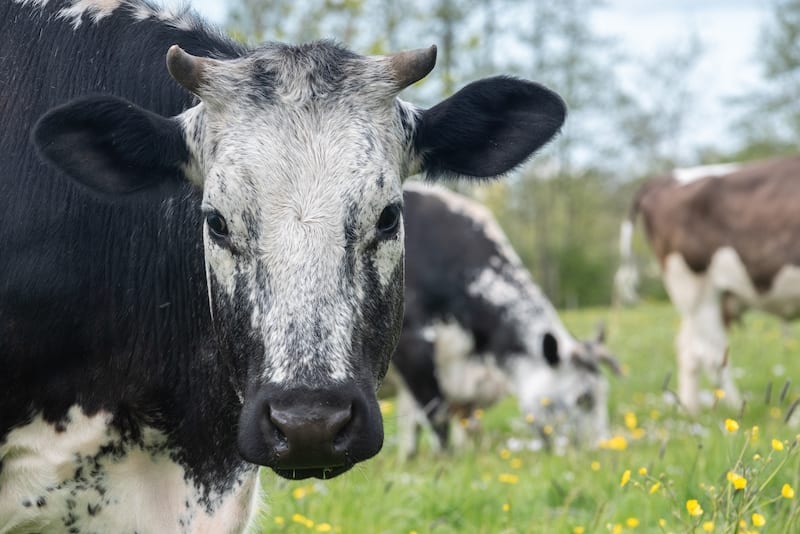 Witrik: de verboden koe