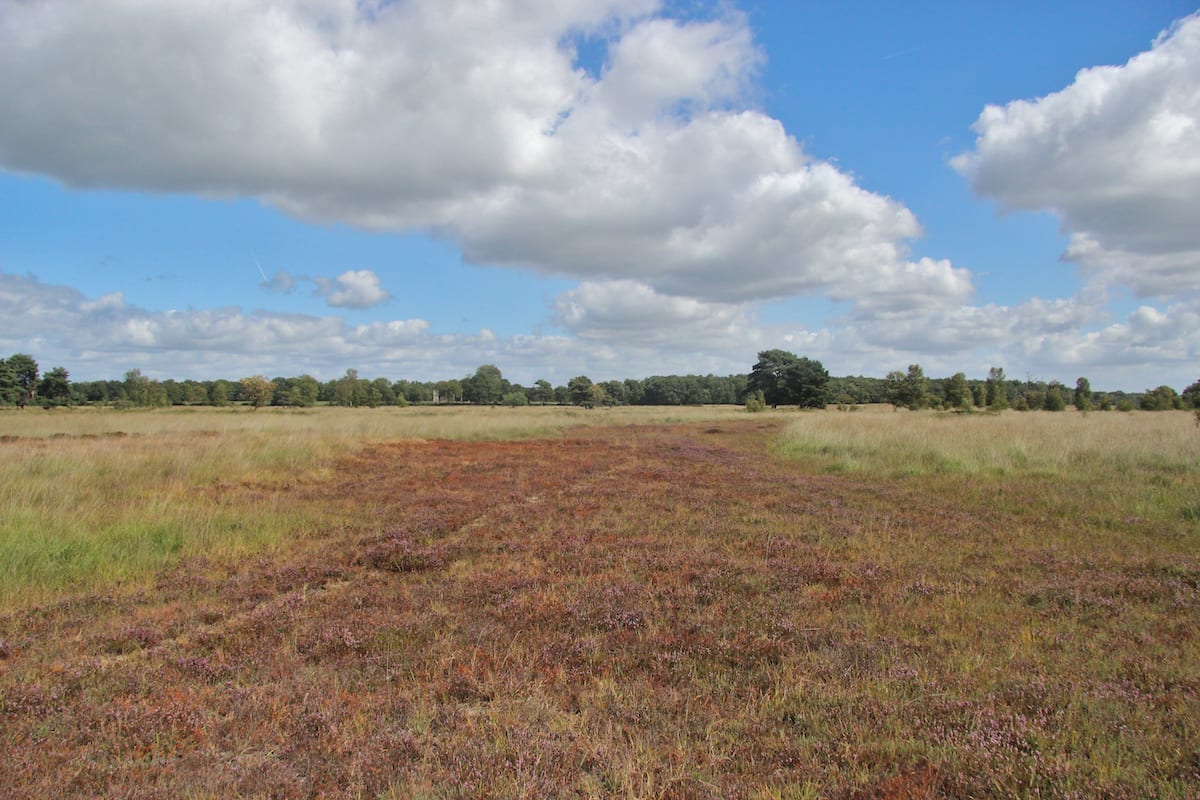 Delleboersterheide Dico de Klein