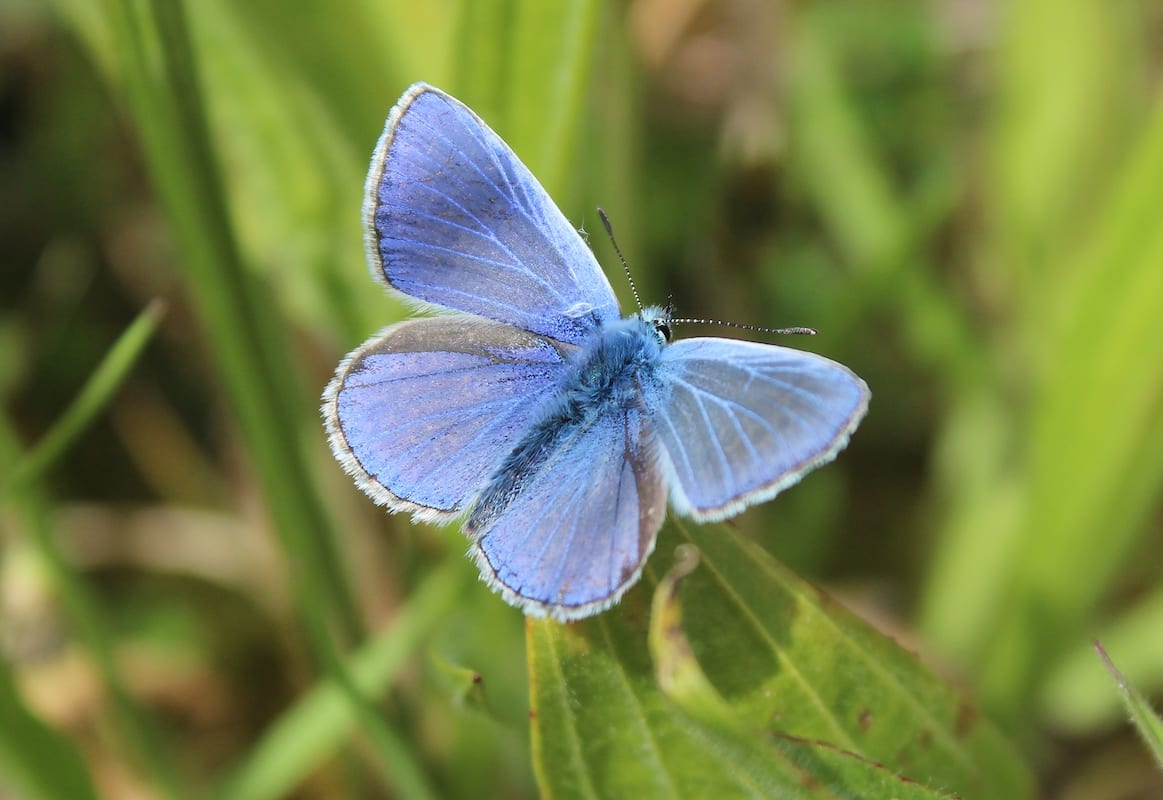 Met Fokko Bosker op zoek naar het icarusblauwtje.