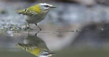 Met Fokko Bosker op zoek naar het vuurgoudhaantje