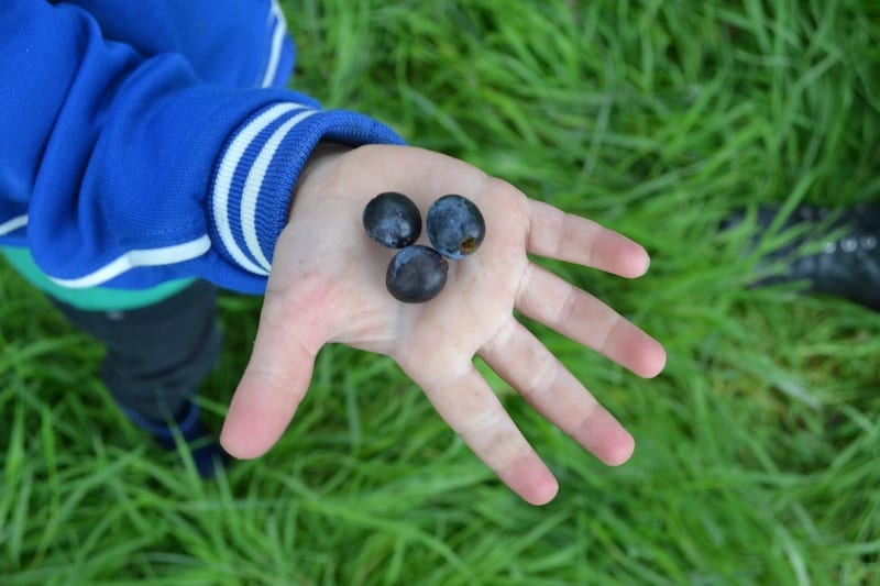 Noten en bessen plukken in de natuur