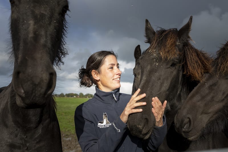 Elegante YouTube-sterren: Friese paarden uit Goënga