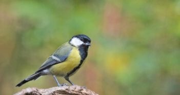 Met Fokko Bosker op zoek naar behendige luchtacrobaten Pimpelmees