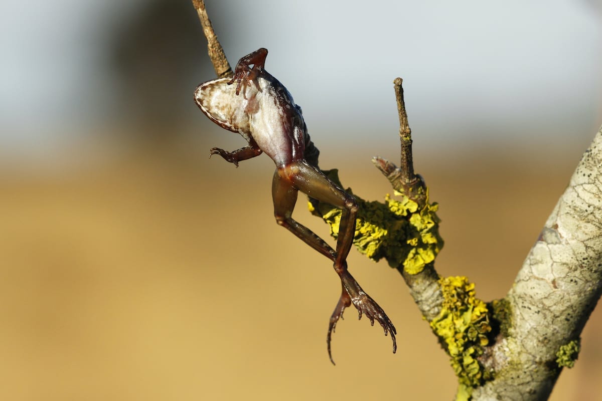 Slachtoffers van de wintergast