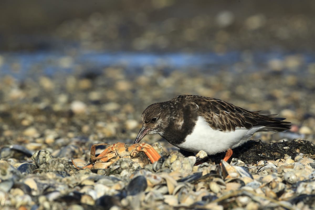 Fokko Bosker op zoek naar steenlopers