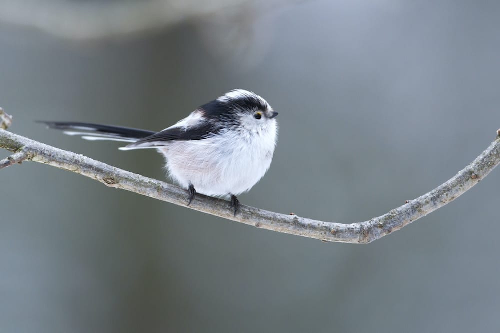 Met Fokko Bosker op zoek naar de staartmees