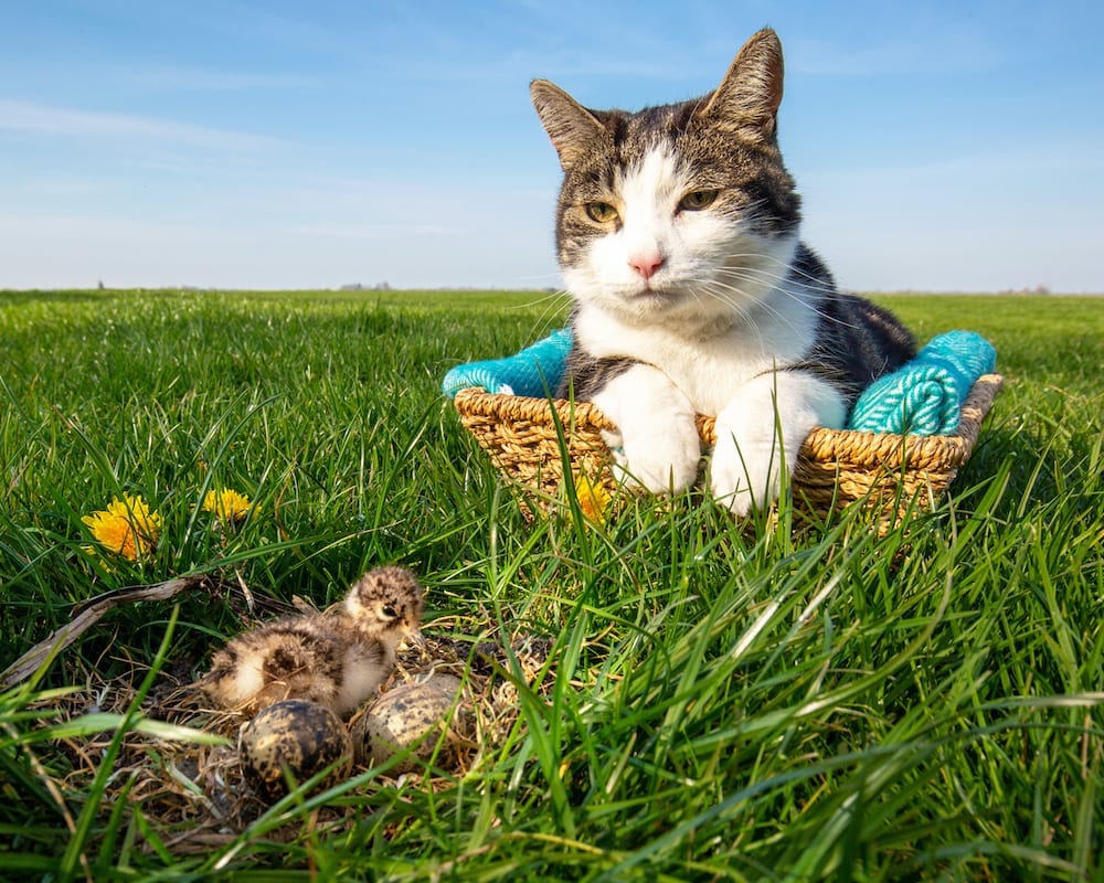 Poes in de mand