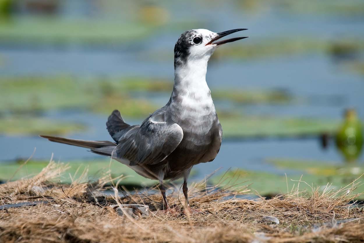 Fokko Bosker gaat op zoek naar de zwarte stern