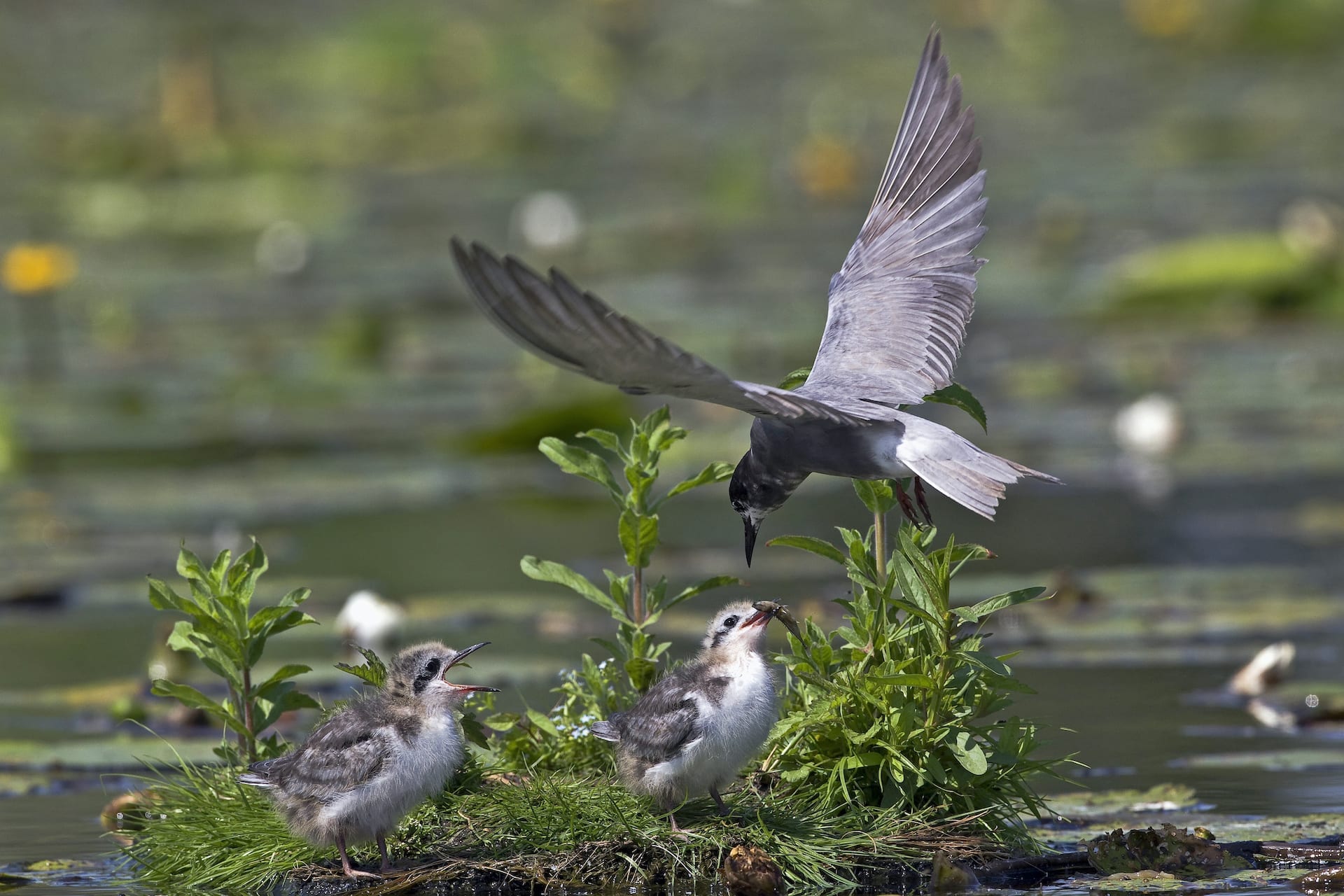 Zwarte stern voedt de kleintjes (c) Hans Pietersma