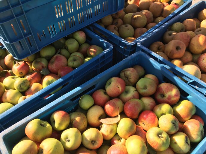 Jaarlijkse Fryske Frucht appel-inzamelweken weer van start AppelsFryskeFrucht
