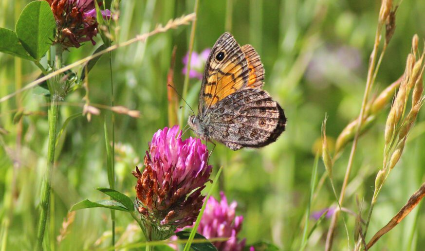 Fokko Bosker op zoek naar de met uitsterven bedreigde argusvlinder Argusvlinder (c) Dico de Klein