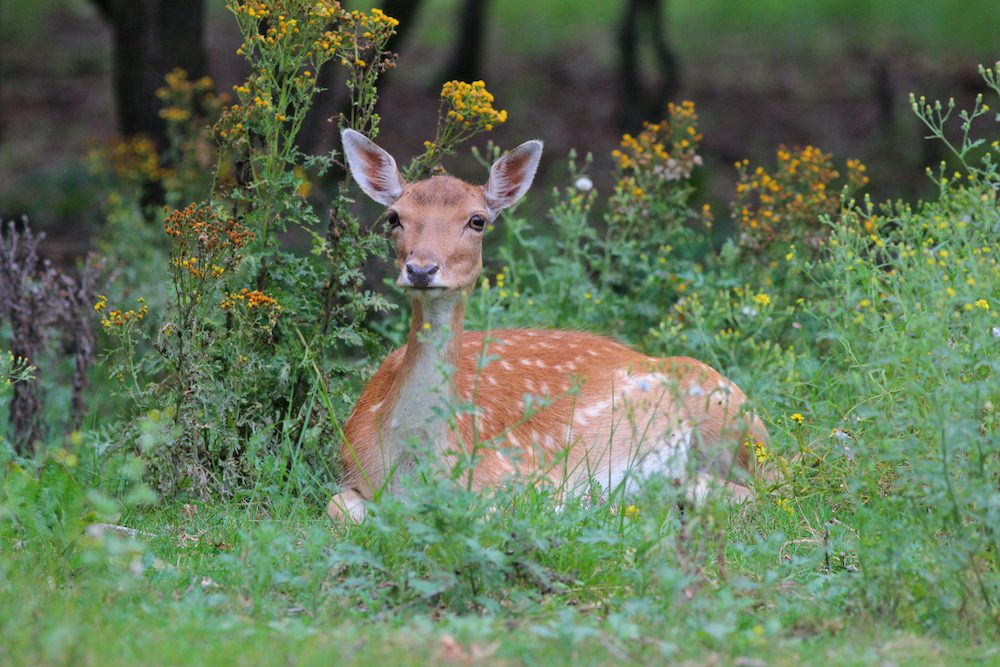 Fokko Bosker op zoek naar het damhert 