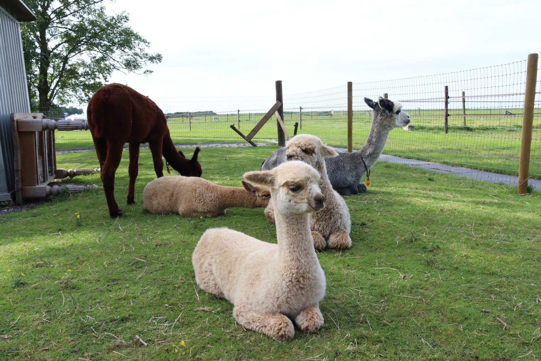 Alpaca's: knuffelen in Workum