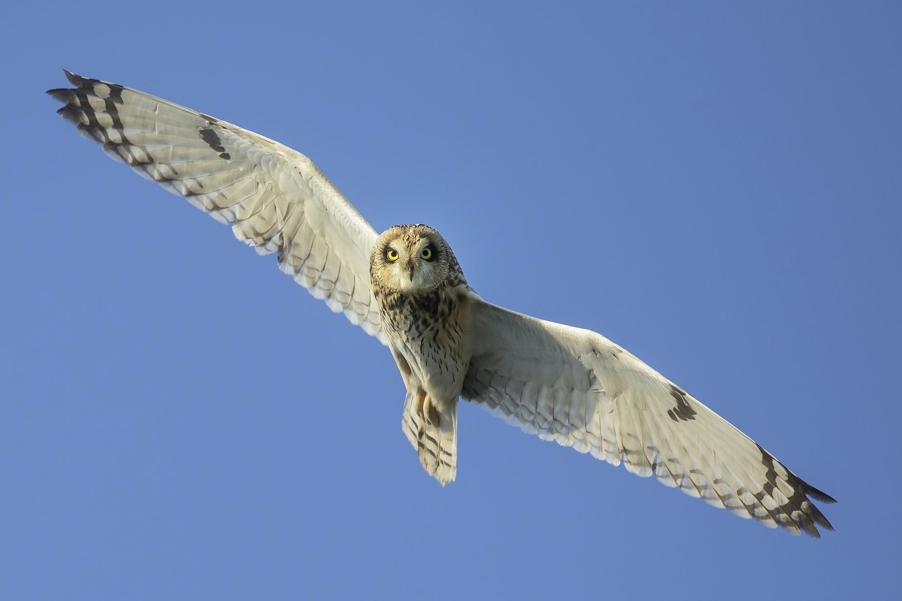 Met Fokko Bosker op zoek naar de velduil