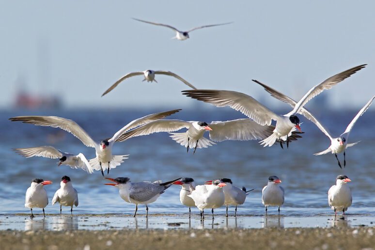 Met Fokko Bosker op zoek naar de reuzenstern reuzenstern Hans Pietersma