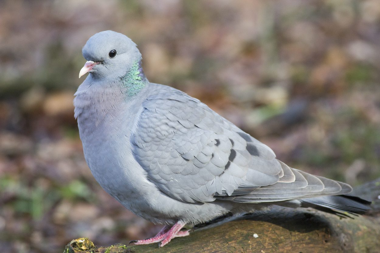 Met Fokko Bosker op zoek naar de holenduif