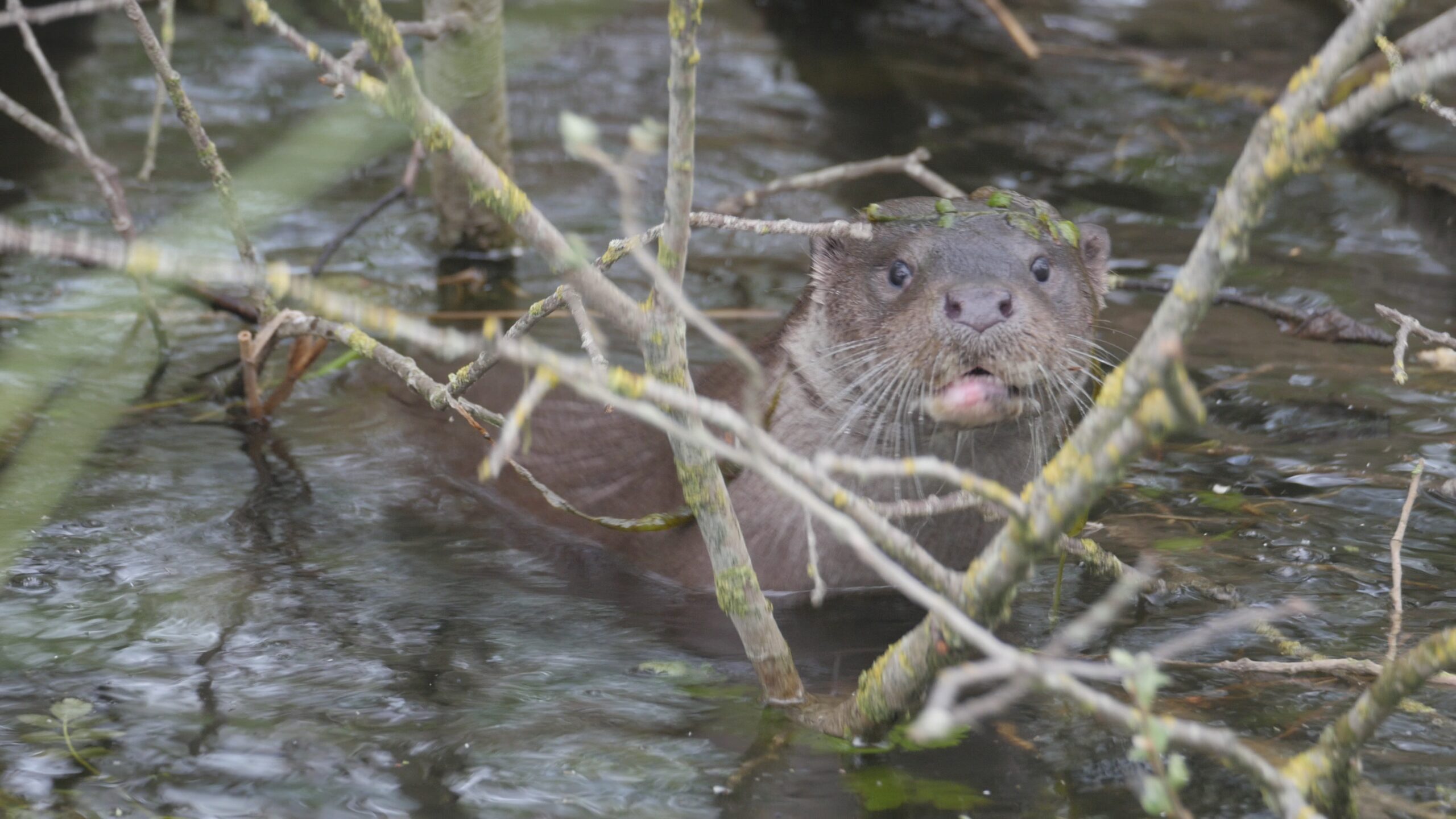 De wonderbaarlijke comeback van de bever 