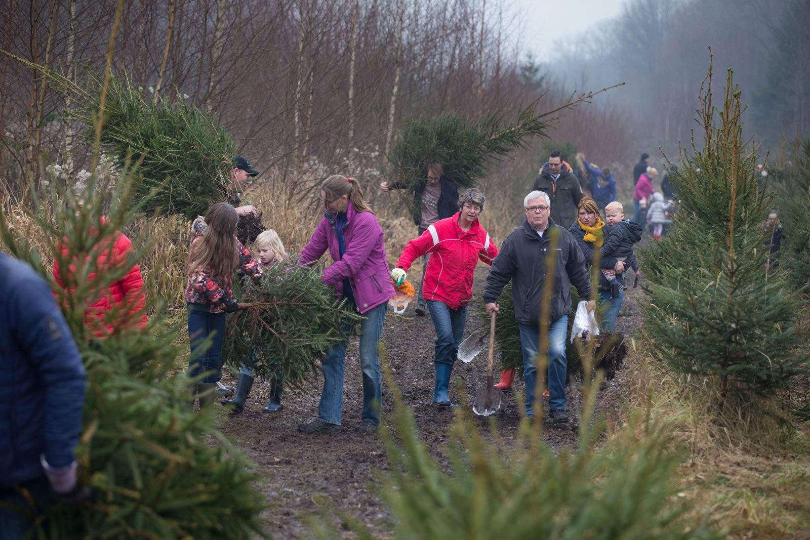 Zaag je eigen kerstboom in het bos