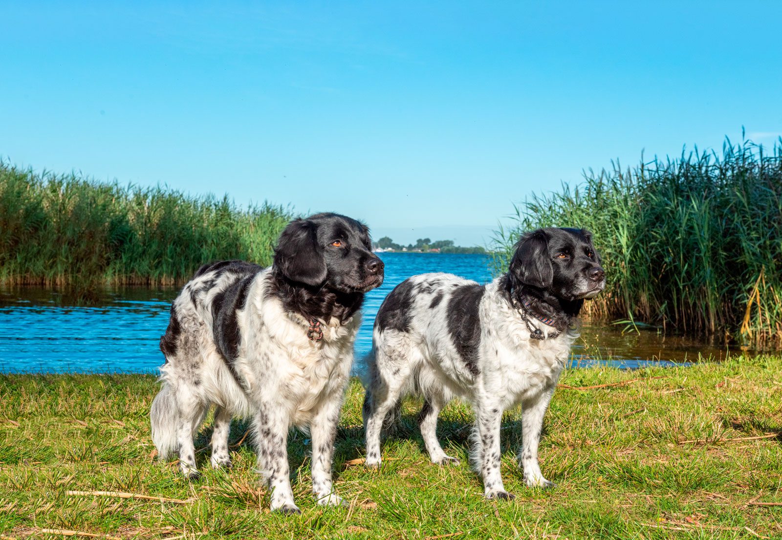 Een hond met een Friese kop erop