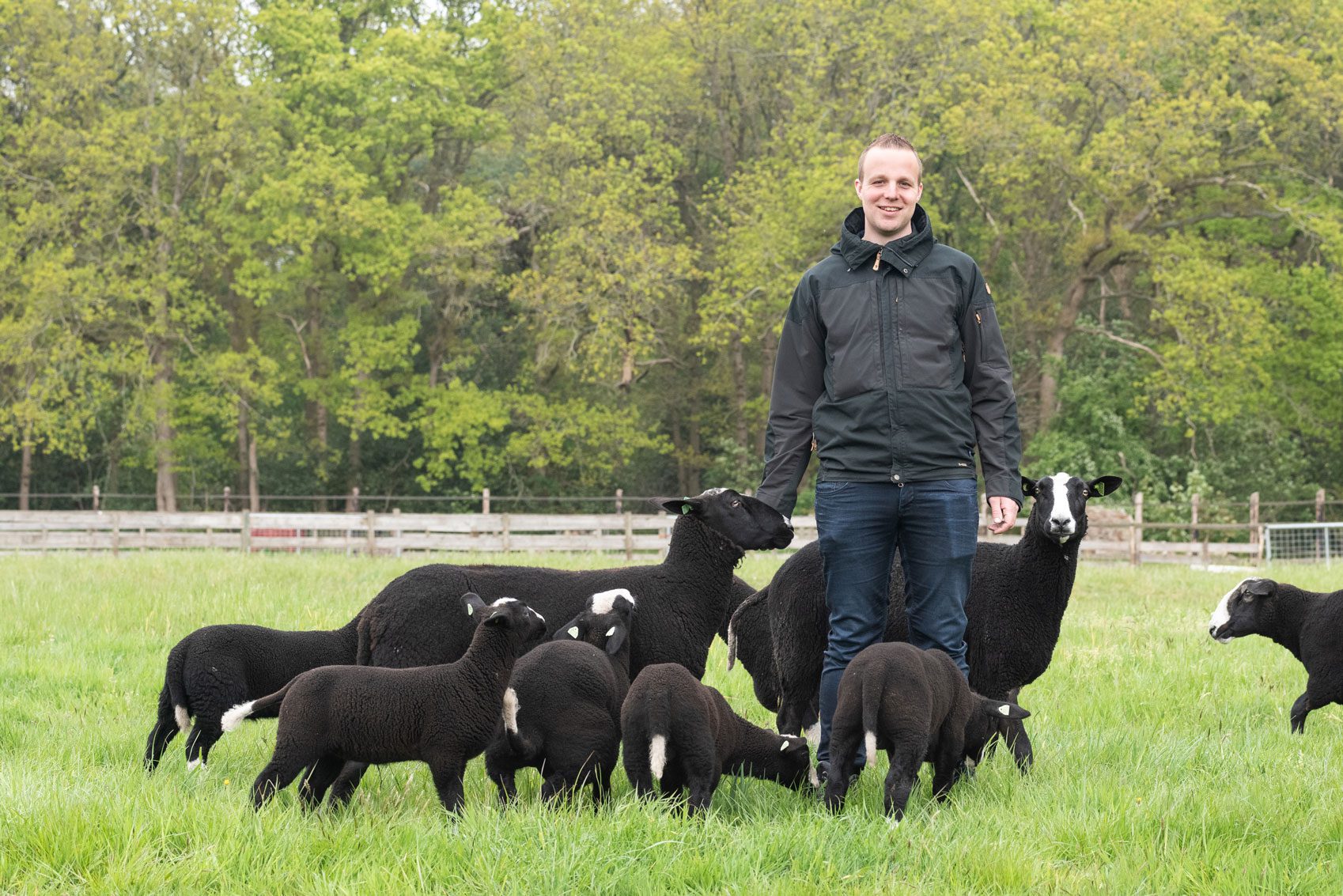 Zwartblesschapen