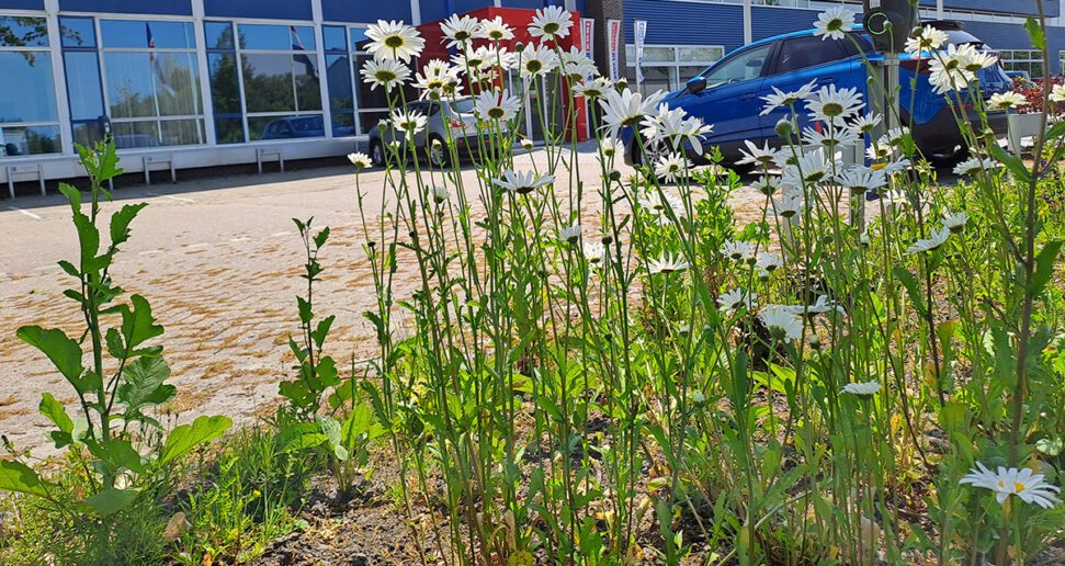 Biodiversiteitsroute over industrieterreinen bij Kootstertille en Eastermar