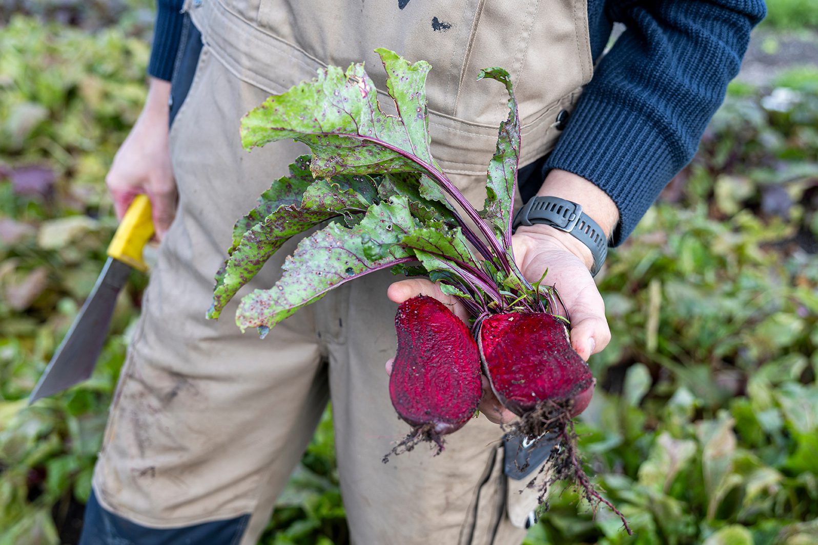 Zoete bieten uit vruchtbare grond