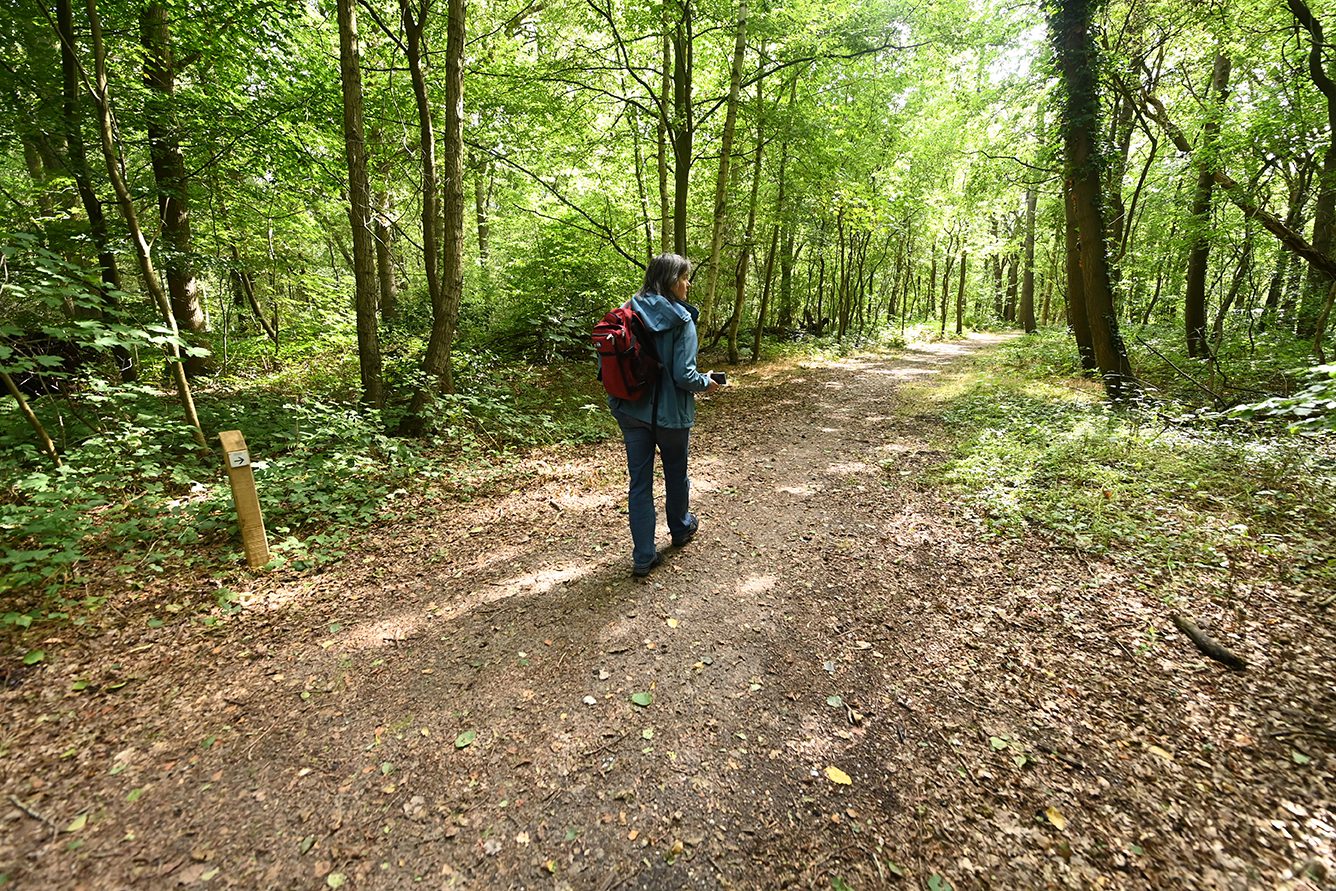 Stemmen tussen de bomen van Wyldemerck